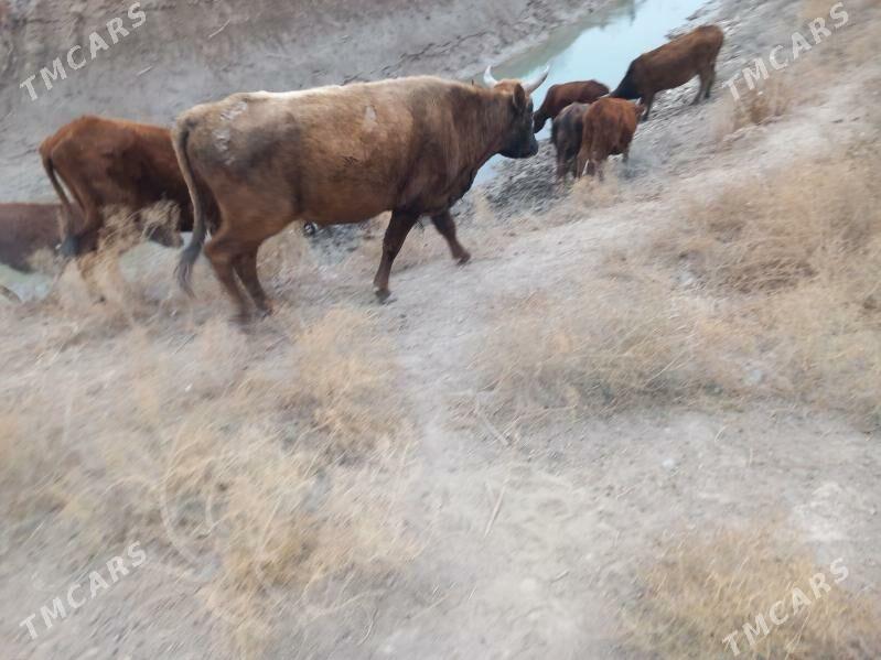 okizler - Türkmenbaşy etr. - img 2