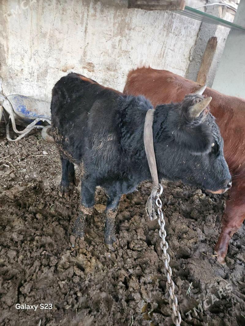 OKUZCE - Gökje - img 5