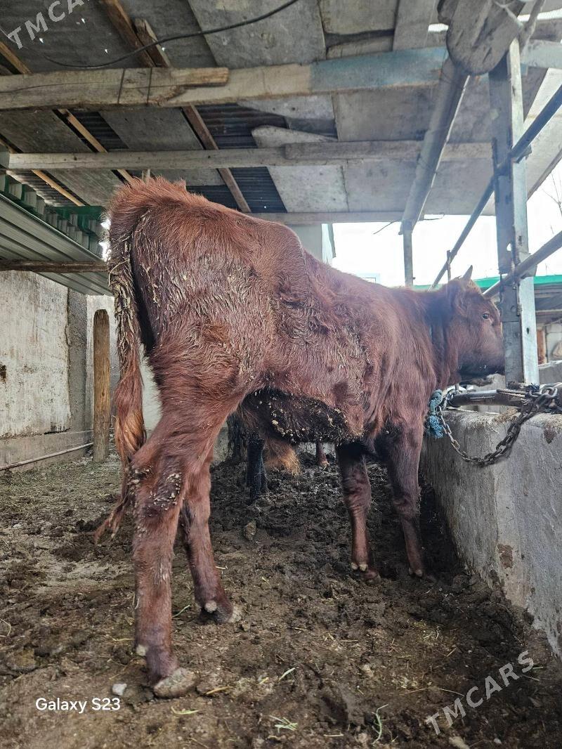 OKUZCE - Gökje - img 4