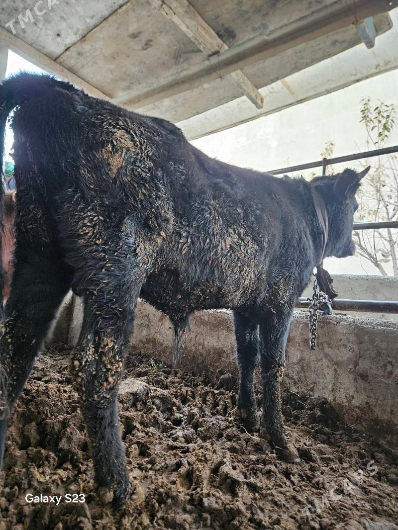 OKUZCE - Gökje - img 3