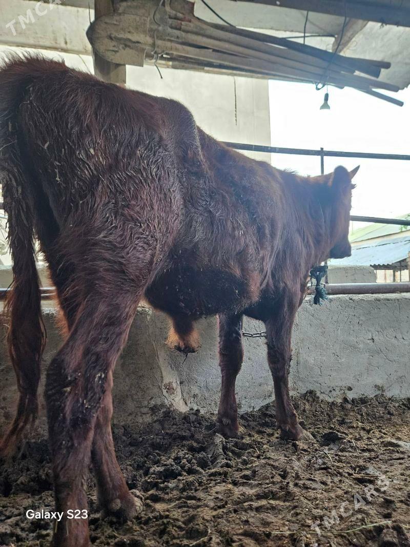 OKUZCE - Gökje - img 2