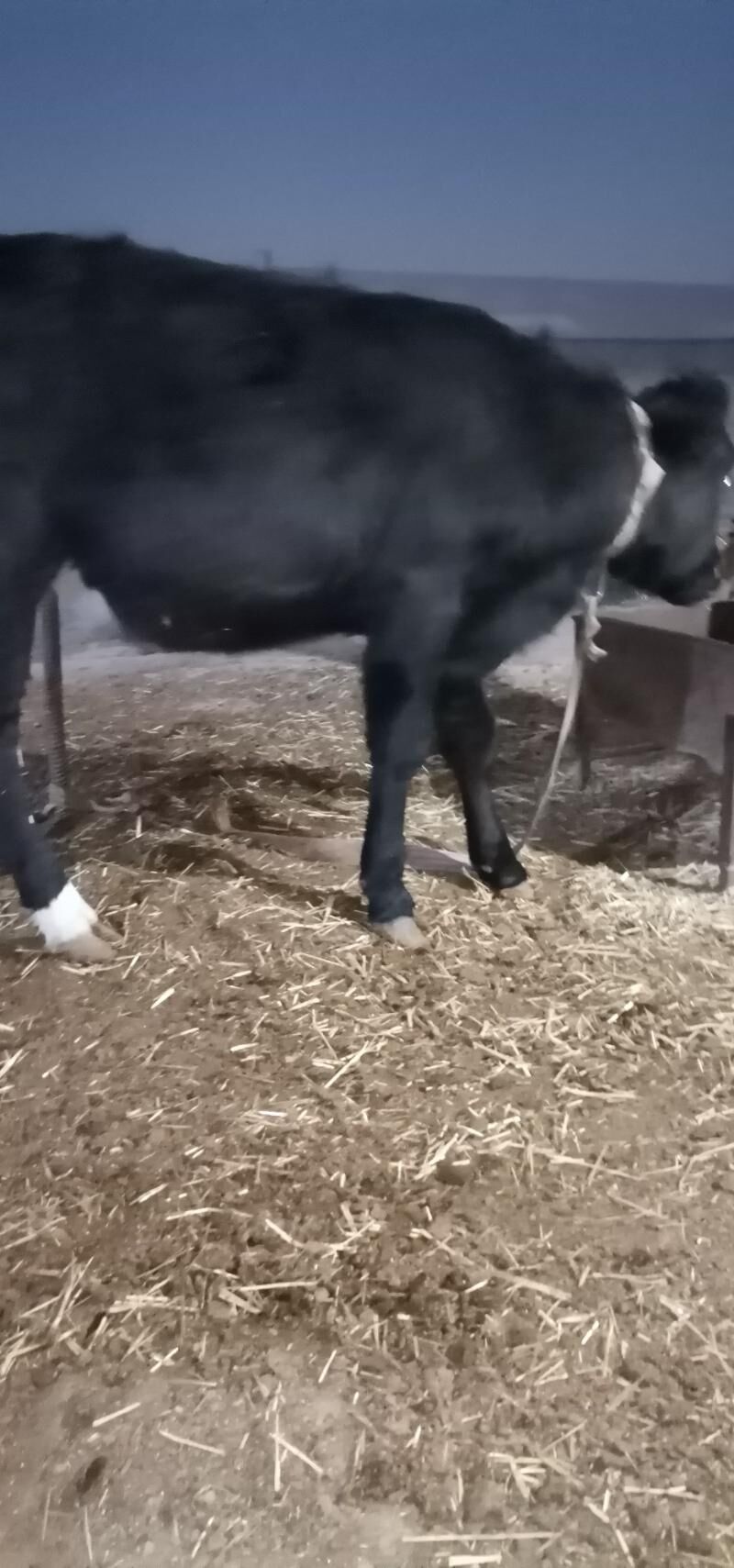 Goleli sygyr - Сакарчага - img 4