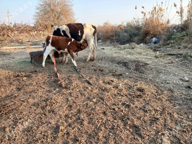 Göleli sygyr - Гёкдепе - img 6