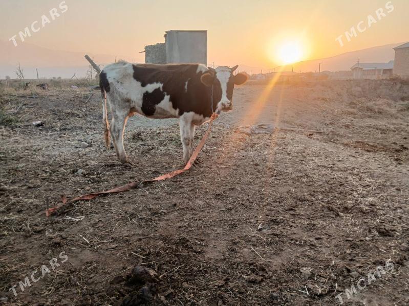 Göleli sygyr - Гёкдепе - img 2