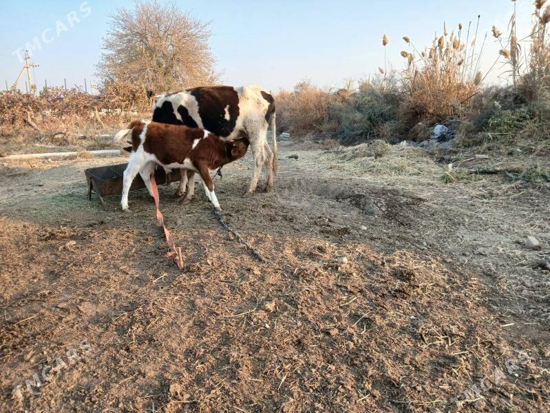 Göleli sygyr - Гёкдепе - img 5