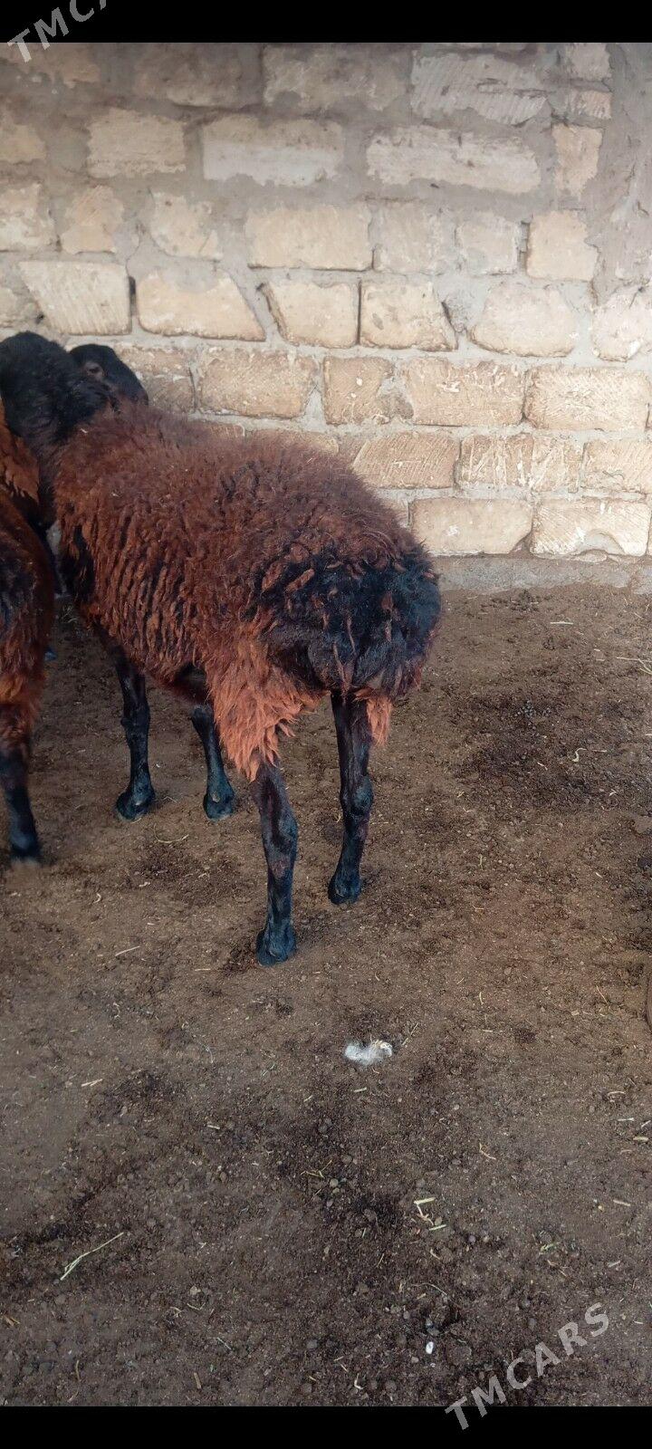 gisar bogaz goyun - Büzmeýin - img 3