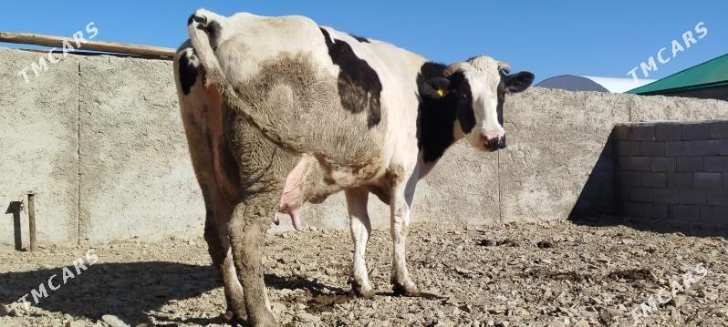 Tohum gölely sygyr - Бахарден - img 2