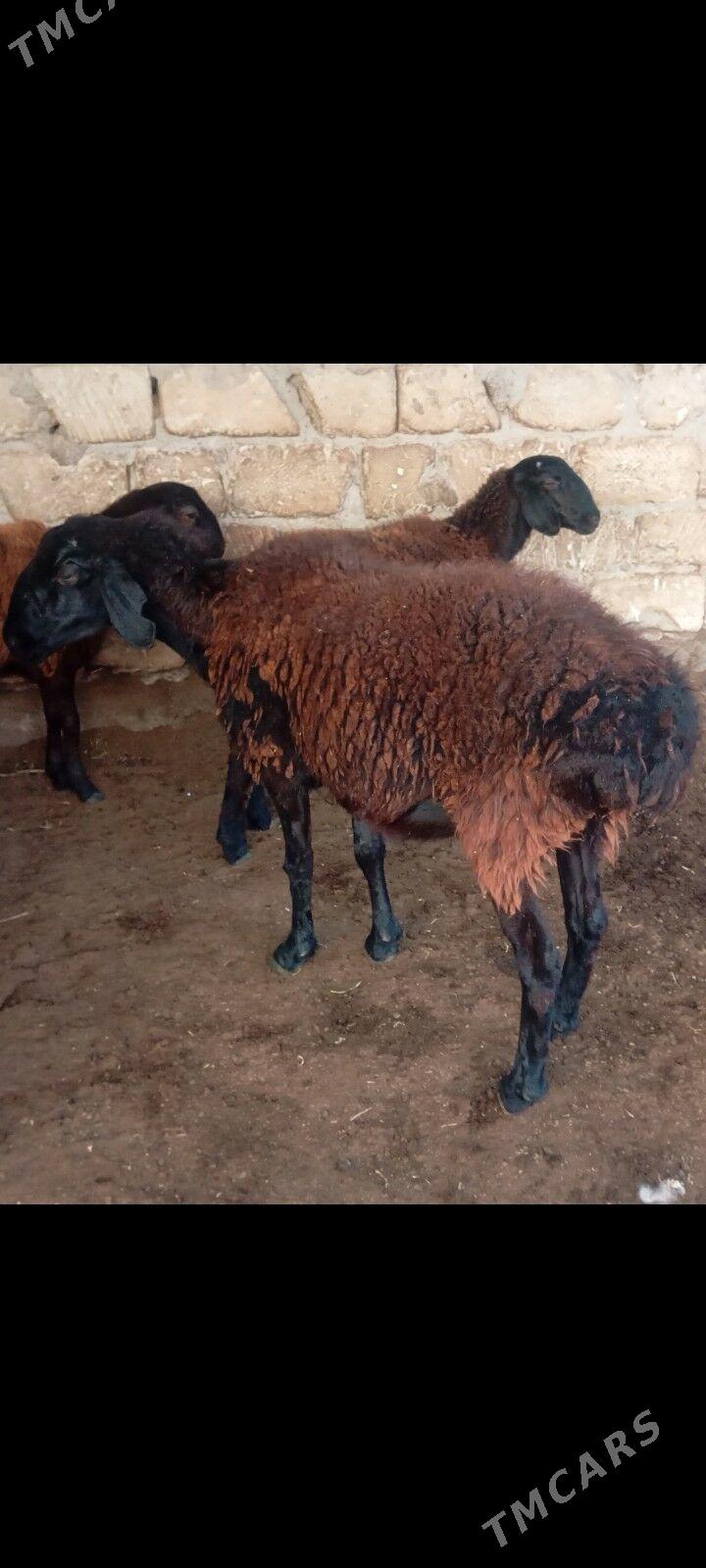 gisar bogaz goyun - Büzmeýin - img 2