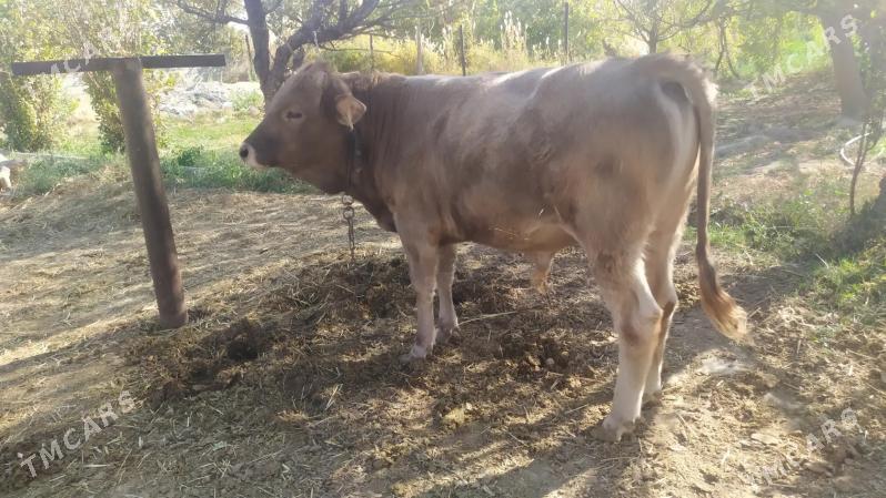 swes okiz - Aşgabat - img 1