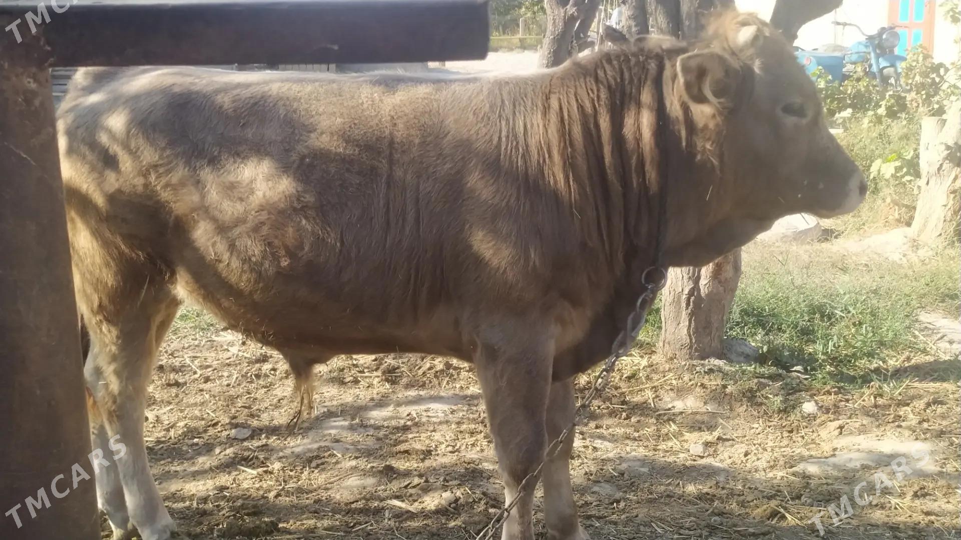 swes okiz - Aşgabat - img 2