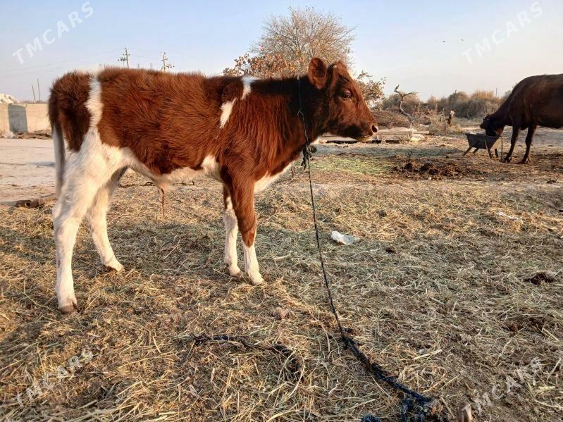 Göleli sygyr - Гёкдепе - img 4