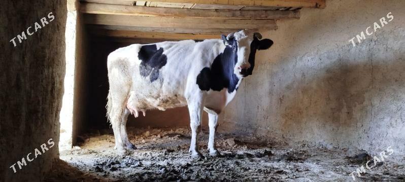 Tohum gölely sygyr - Бахарден - img 3