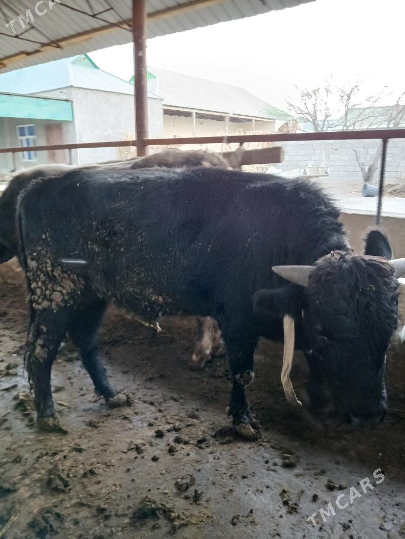 6 sany öküzler - Кипджак - img 4