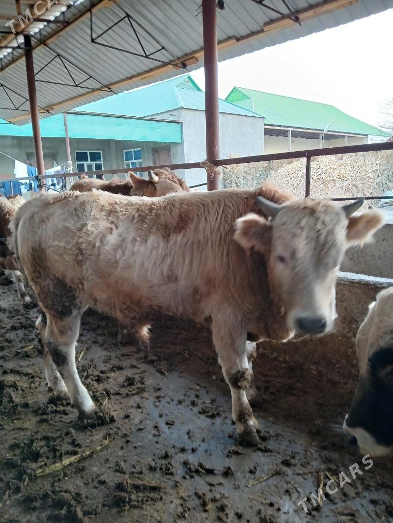 6 sany öküzler - Кипджак - img 7