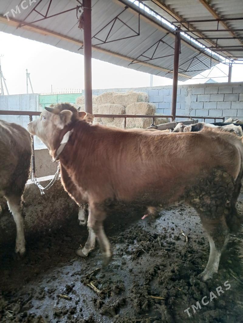 6 sany öküzler - Кипджак - img 6