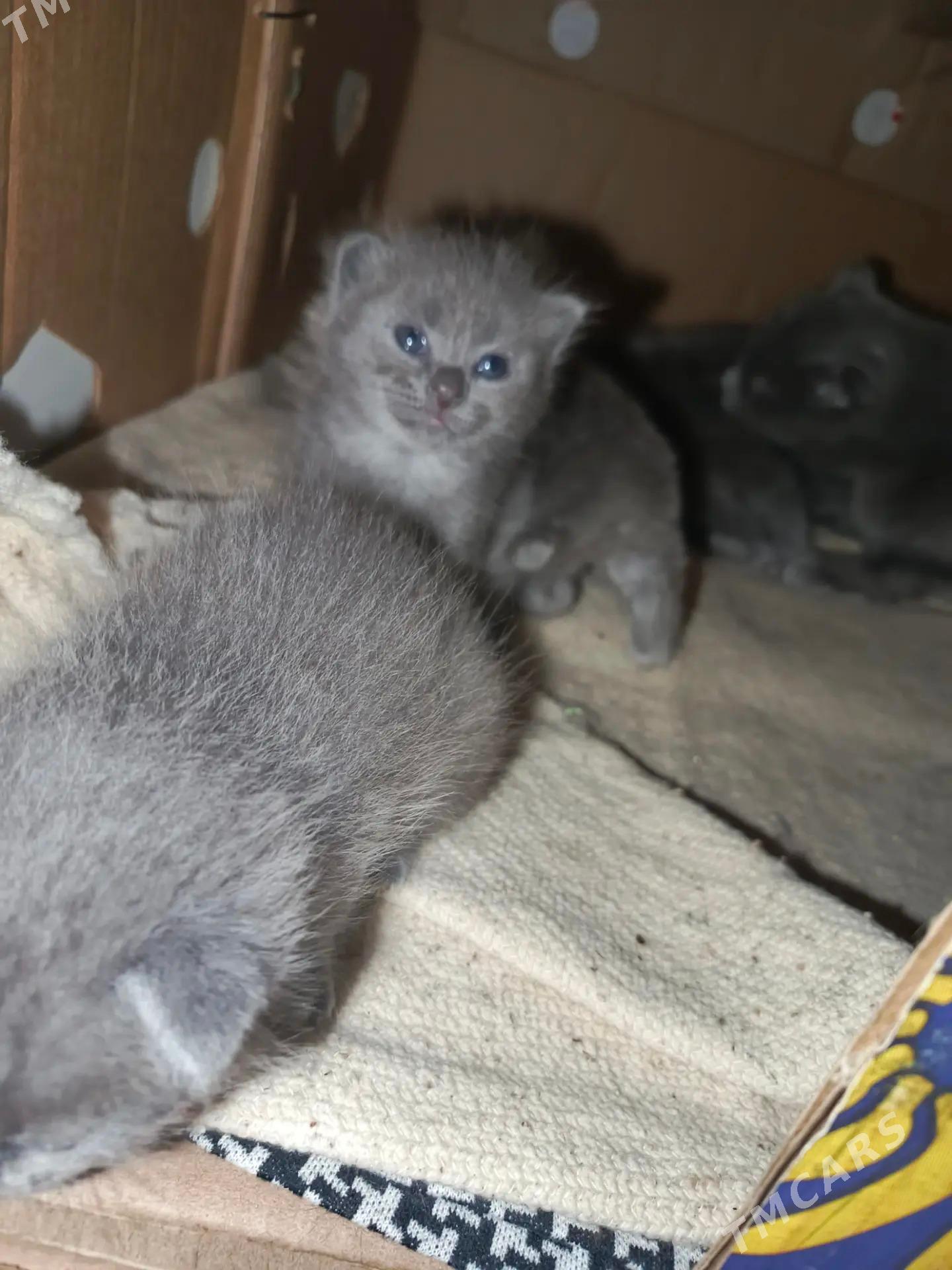 котята - Çärjew - img 5