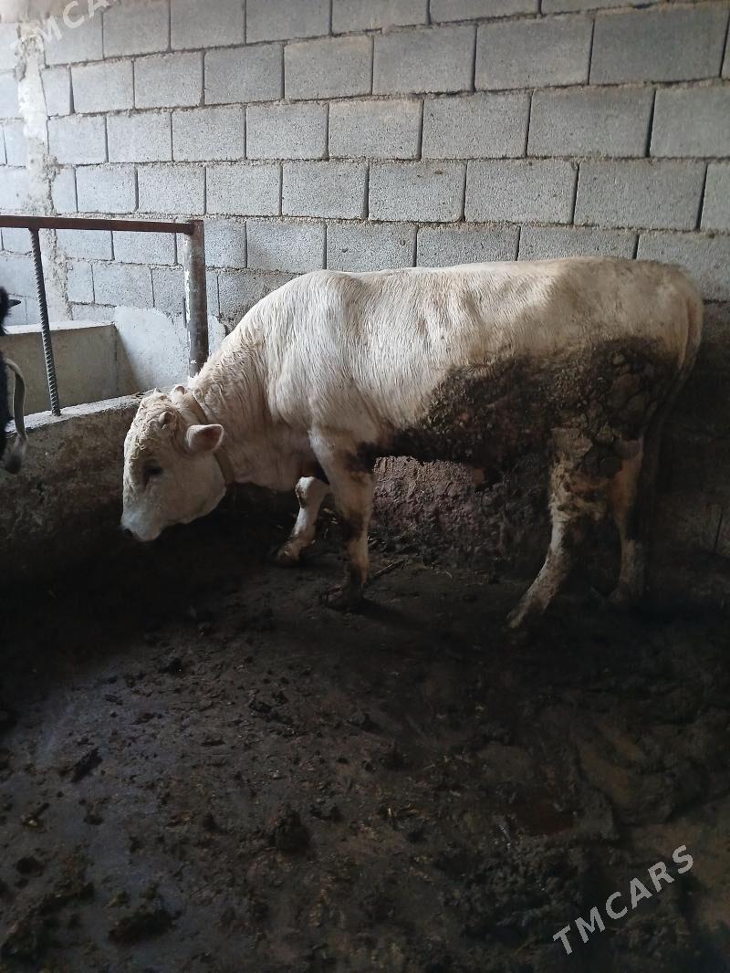 6 sany öküzler - Кипджак - img 1