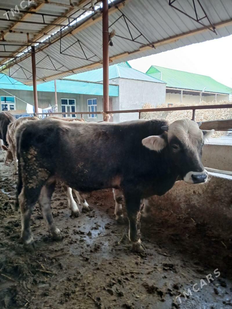 6 sany öküzler - Кипджак - img 2