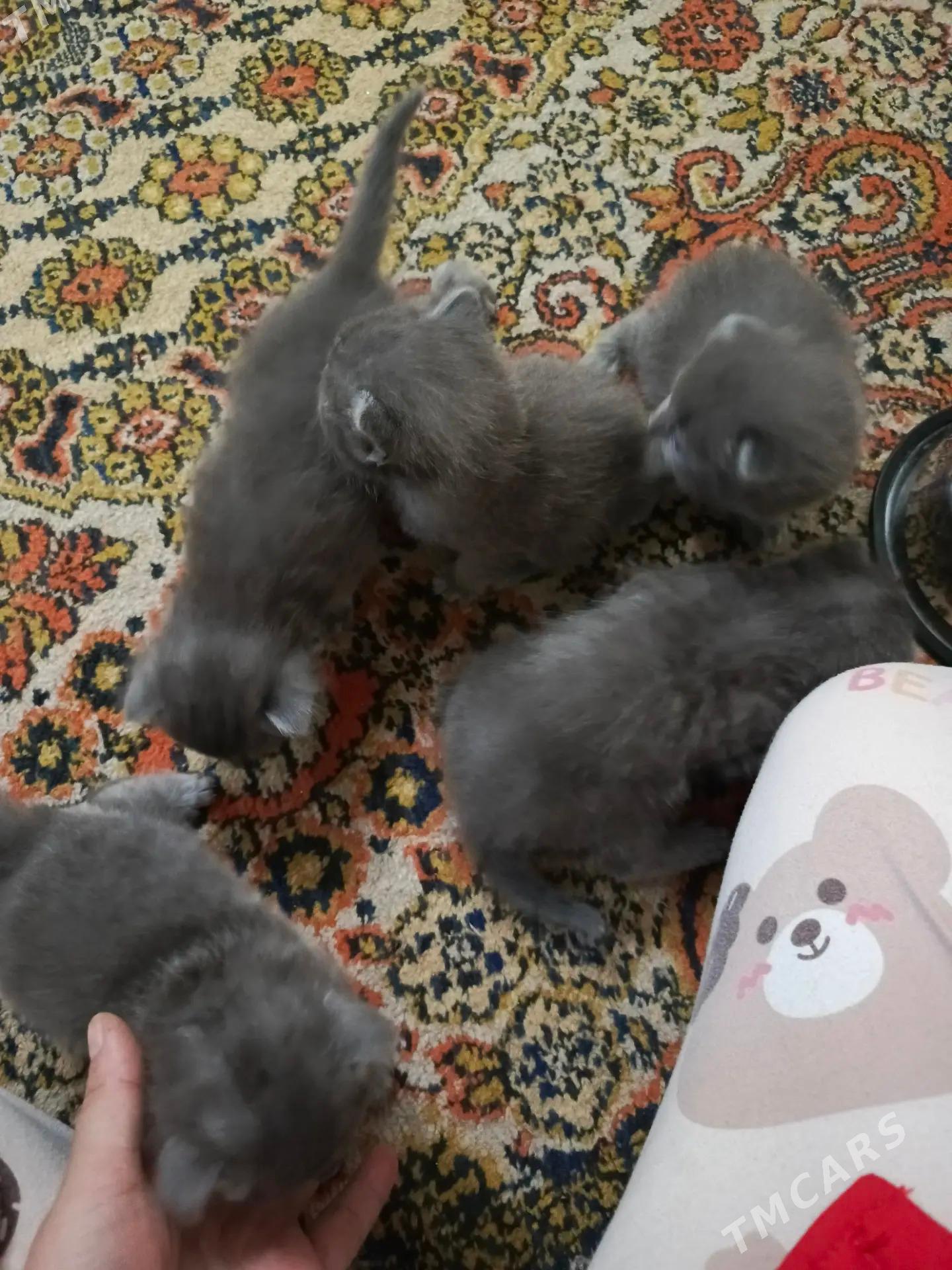 котята - Çärjew - img 2