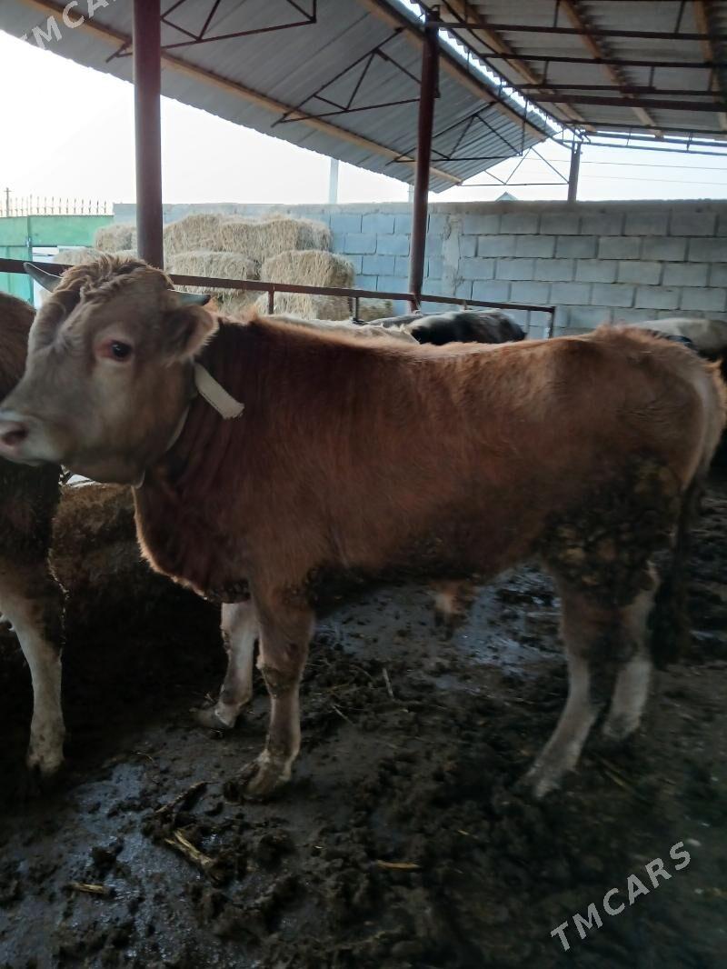 6 sany öküzler - Кипджак - img 5