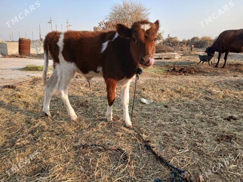 Göleli sygyr - Гёкдепе - img 3