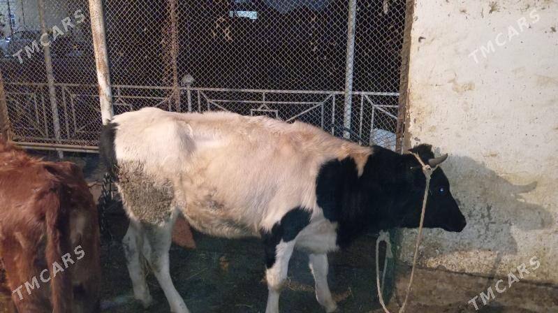 Paroda gulajynlar - Мары - img 3