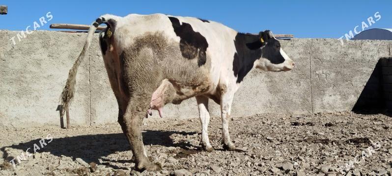 Tohum gölely sygyr - Бахарден - img 4