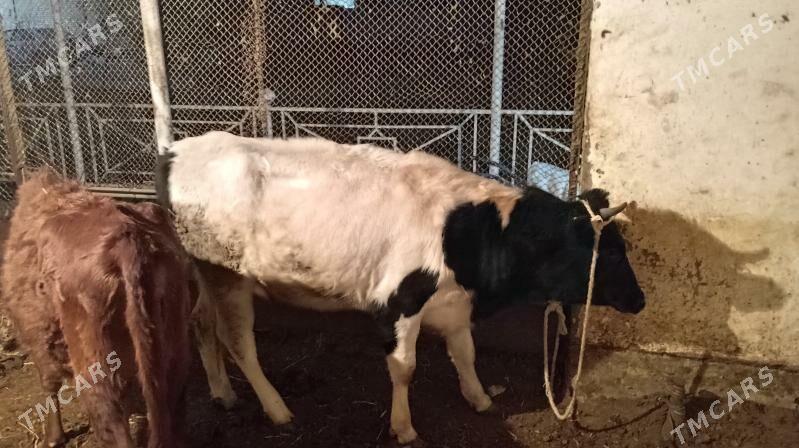 Paroda gulajynlar - Мары - img 2