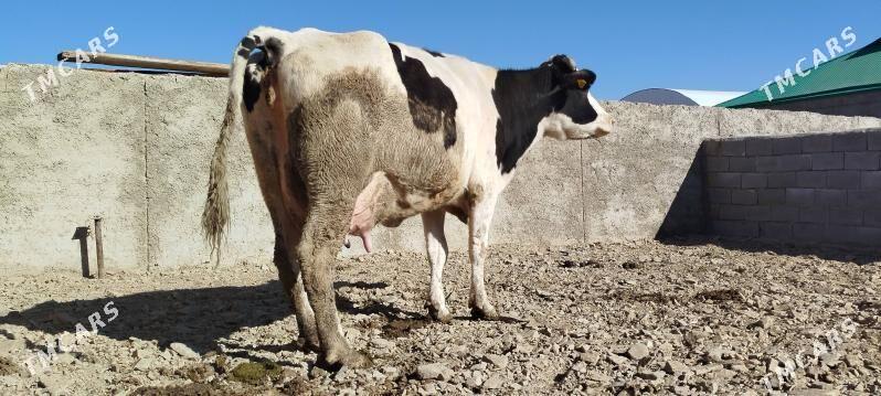 Tohum gölely sygyr - Бахарден - img 5