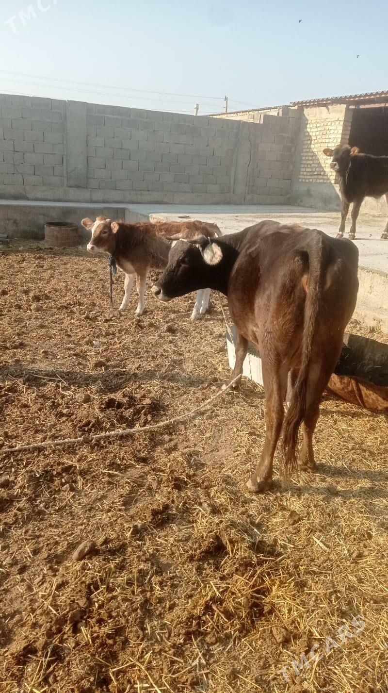 Goleli sygyr - Кака - img 6