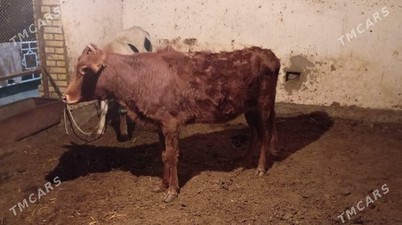 Paroda gulajynlar - Мары - img 5