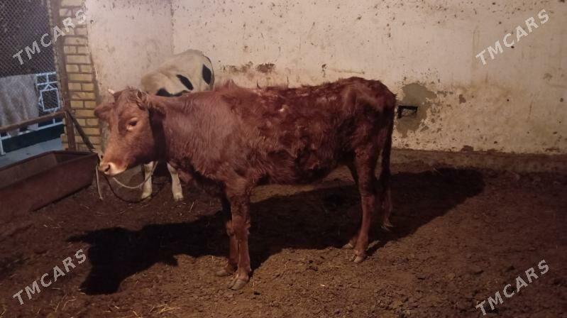 Paroda gulajynlar - Мары - img 6