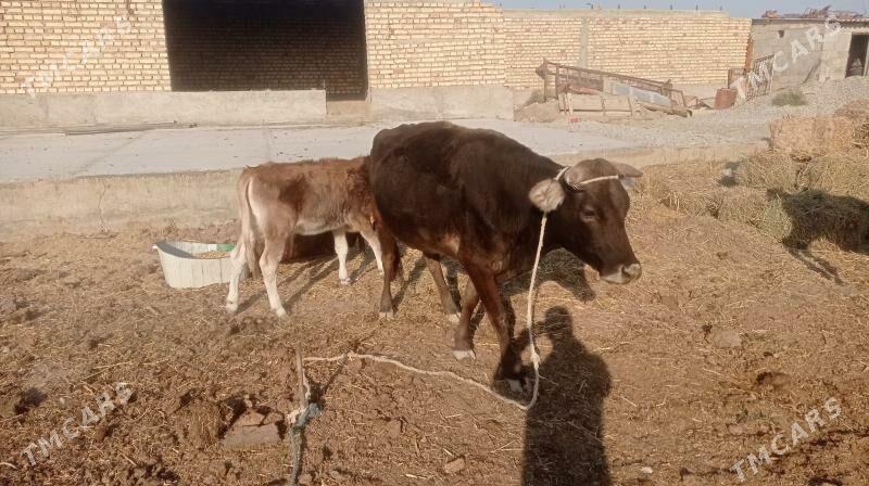 Goleli sygyr - Кака - img 5