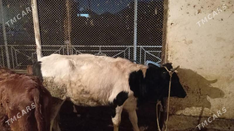 Paroda gulajynlar - Мары - img 4