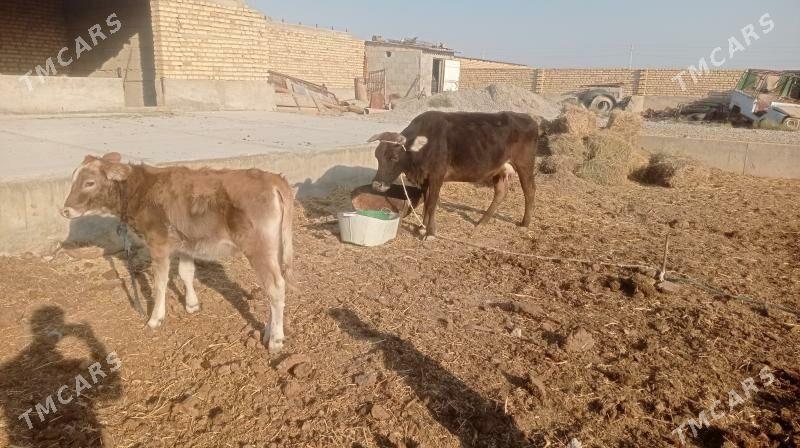 Goleli sygyr - Кака - img 7