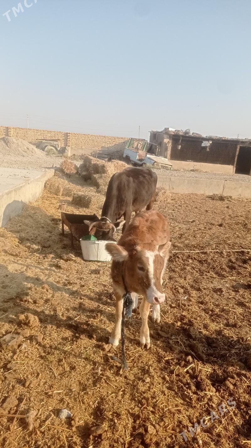 Goleli sygyr - Кака - img 4