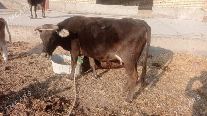 Goleli sygyr - Кака - img 3