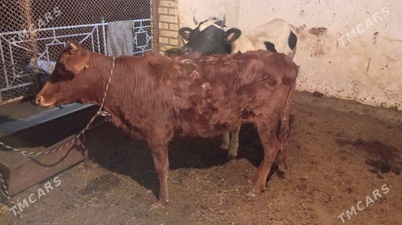 Paroda gulajynlar - Мары - img 7