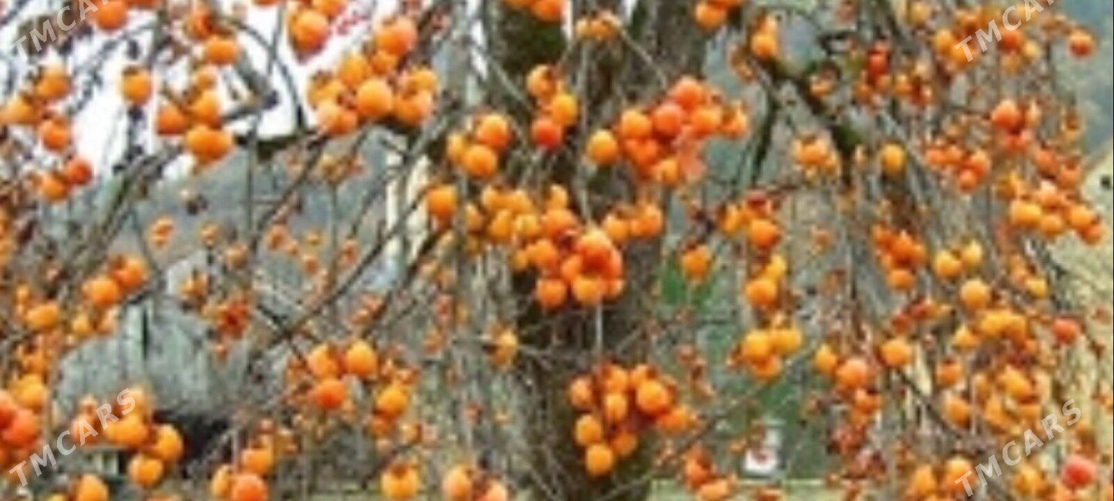 hurma - Сакар - img 2