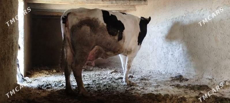 Tohum gölely sygyr - Бахарден - img 7