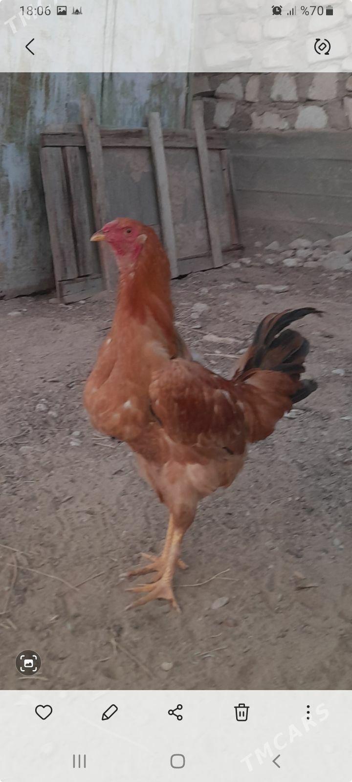 armiyan - Balkanabat - img 2