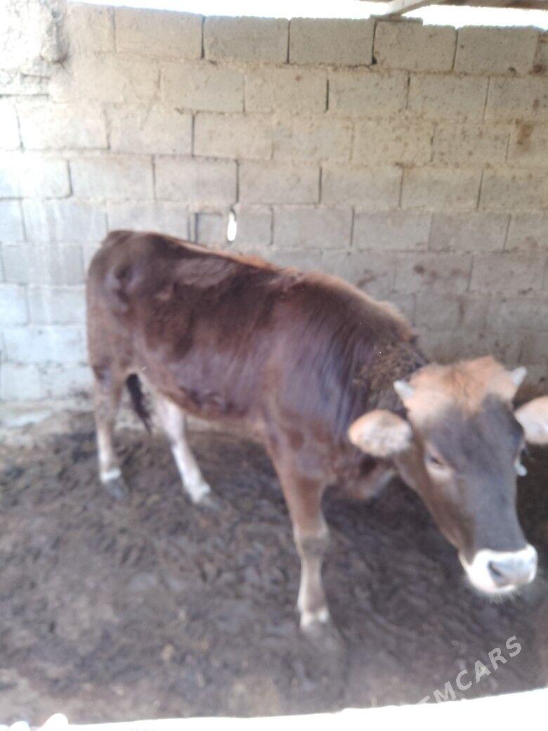 tuwe - Bäherden - img 1