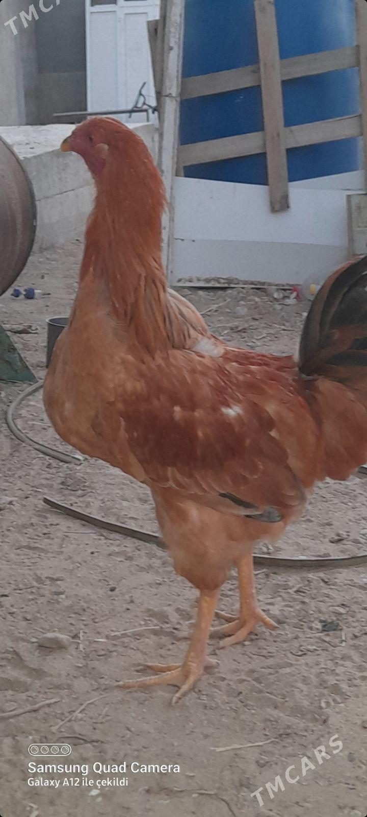 armiyan - Balkanabat - img 3