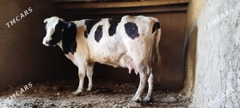 Tohum gölely sygyr - Бахарден - img 8