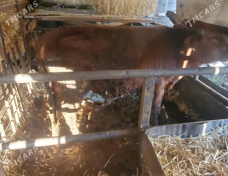 okuz öküz - Ашхабад - img 2