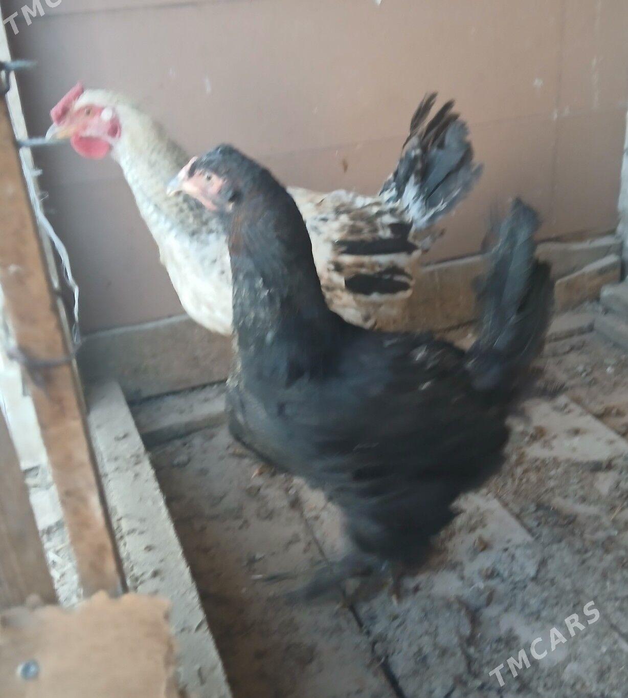 horaz - Büzmeýin - img 3