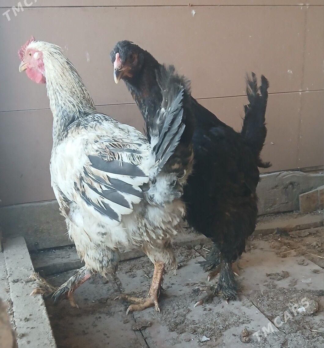 horaz - Büzmeýin - img 4