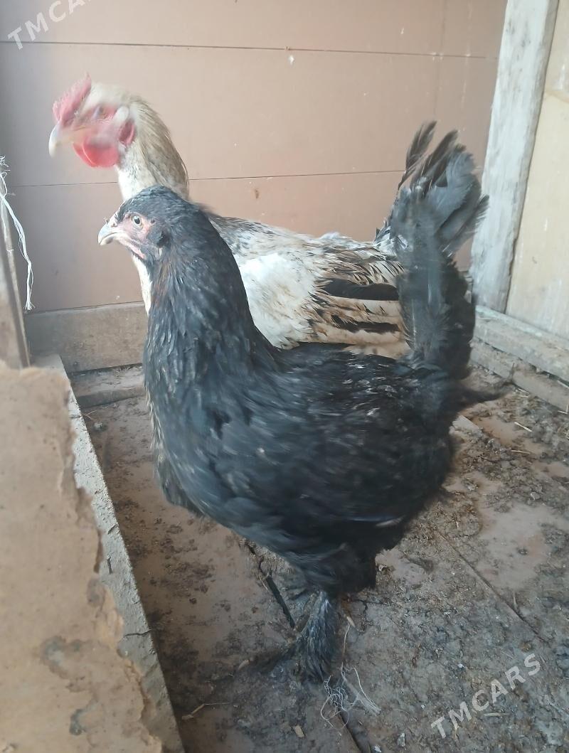 horaz - Büzmeýin - img 5