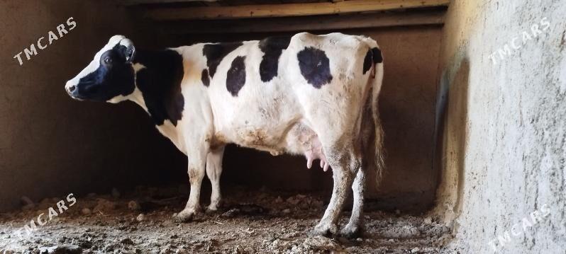 Tohum gölely sygyr - Бахарден - img 6