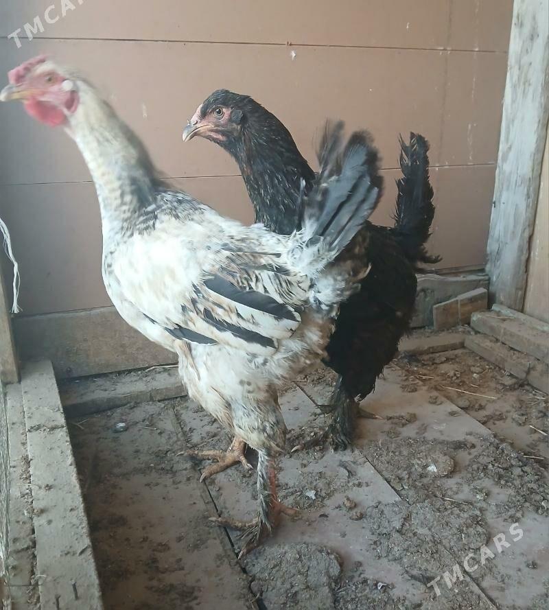 horaz - Büzmeýin - img 1